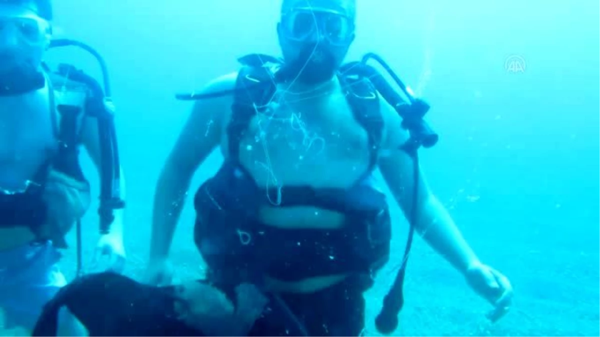 Antalya\'da Akdeniz ekosisteminde nadir görülen denizanası görüntülendi