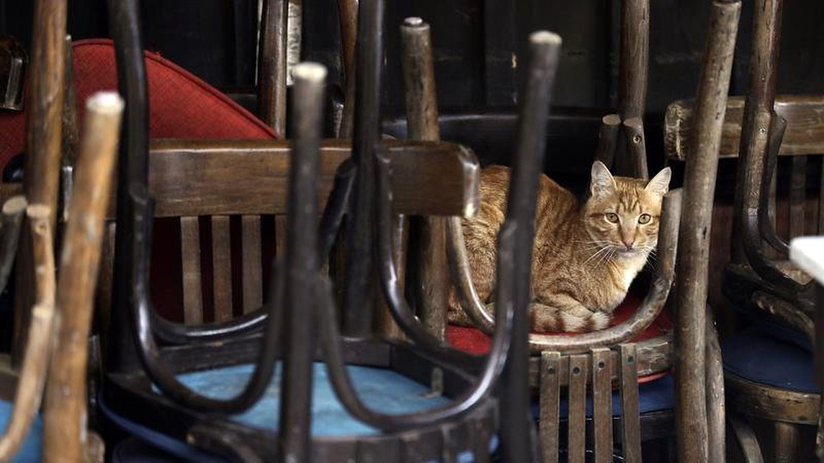 Belçika\'da bir kedi, sahibinden koronavirüs kaptı; Covid-19 insandan hayvana da bulaşıyor