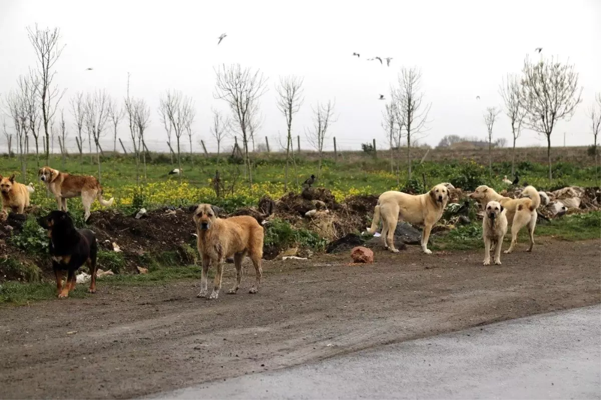 Büyükçekmece Belediyesi, sokak hayvanlarını unutmadı