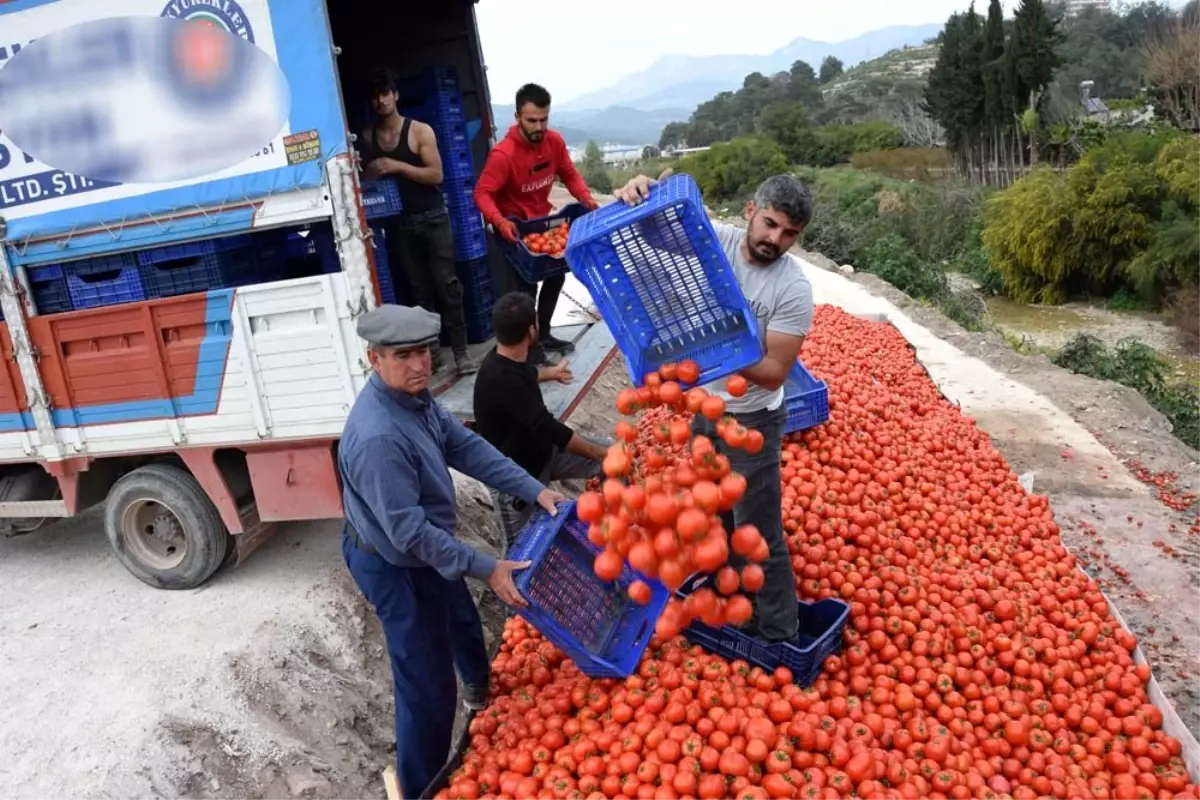 Fiyatı 50 kuruşa düşen domates üreticinin elinde kaldı