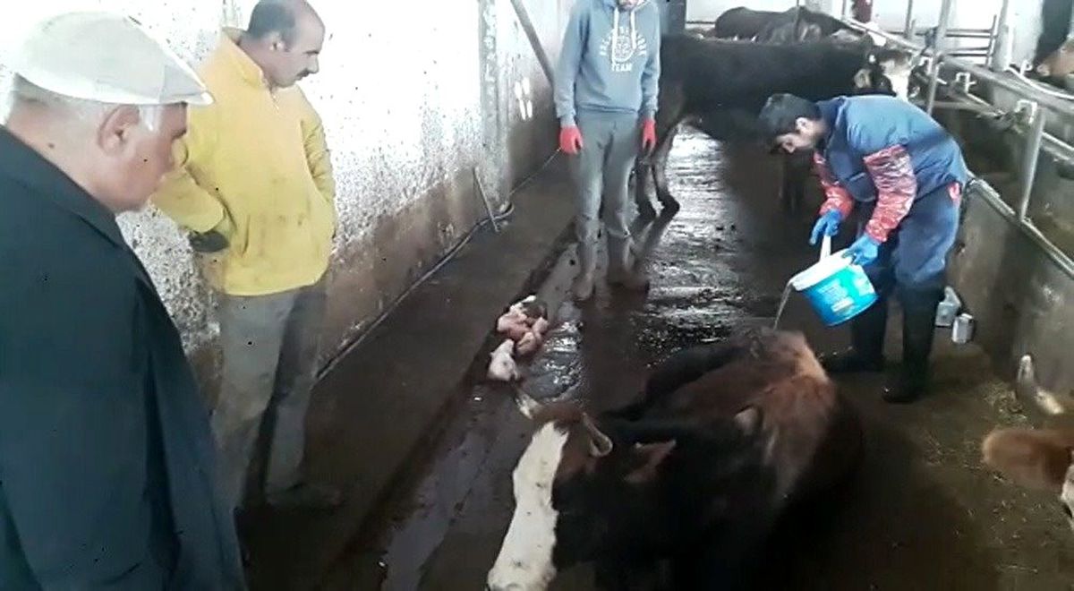 İneği hastalanan yaşlı adamın yardımına Vefa ekibi koştu