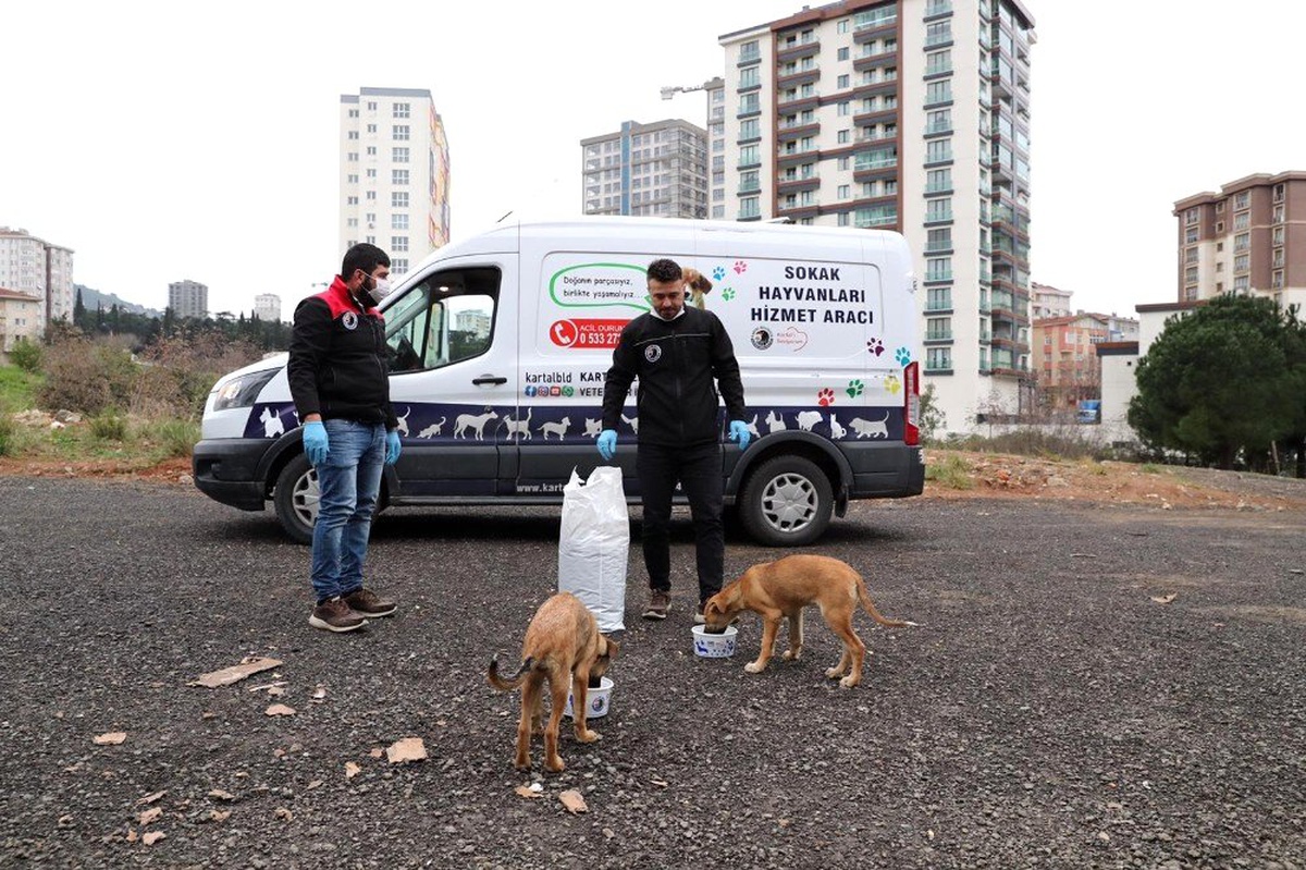 Kartal Belediyesi, sokak hayvanlarının yanında