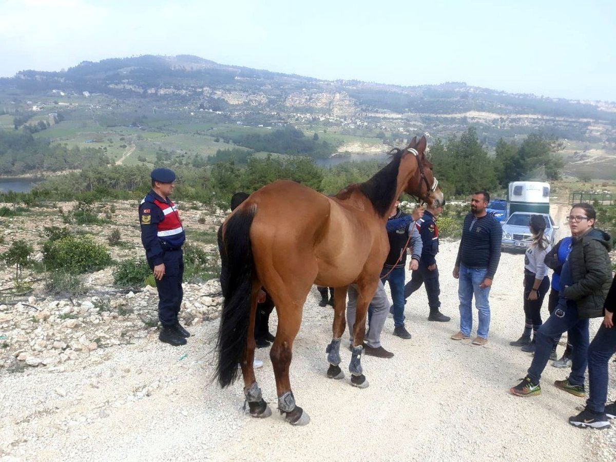 Kaybolan 100 bin liralık at, ormanlık alanda bulundu
