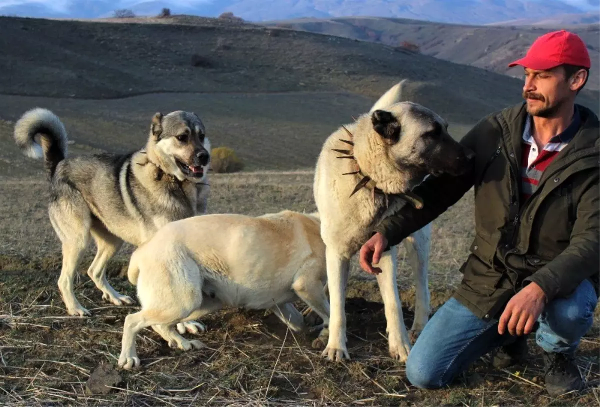 Köpeklerin koyun sürüsüne saldıran kurdu öldürme anları kamerada