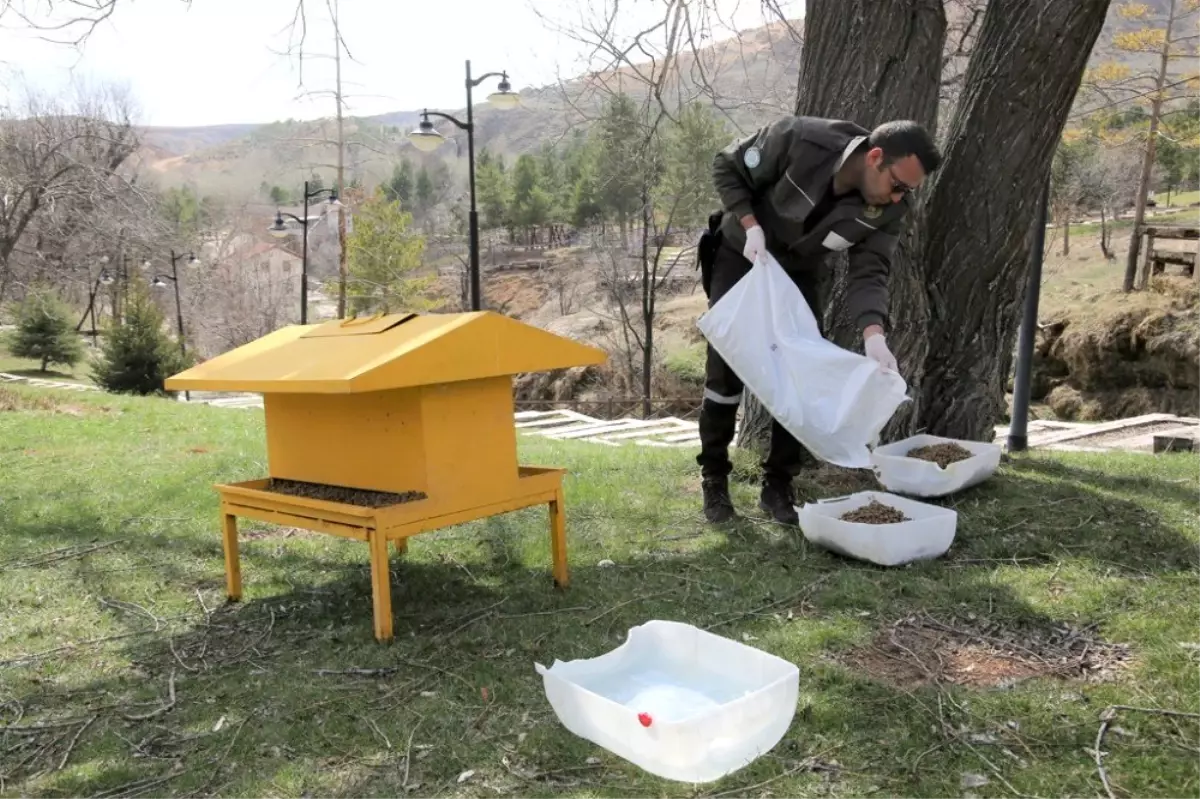 Sokak hayvanları için mesire alanlarına yem ve su bırakıldı