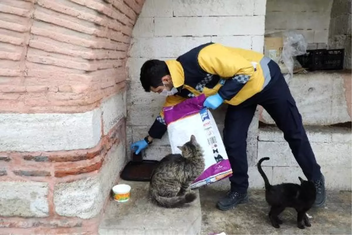 "Sokakta yaşayan minik dostlarımızı unutmuyoruz"