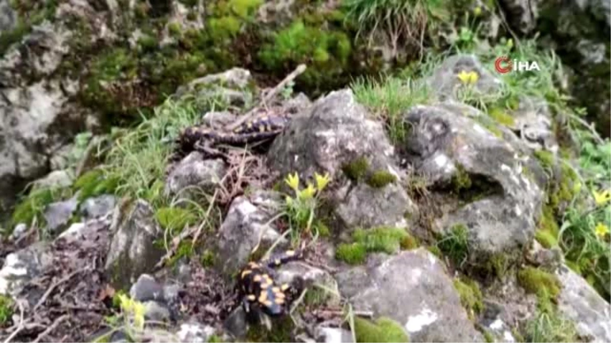 Tunceli\'de "Benekli Anadolu Semenderi" ailesi görüntülendi