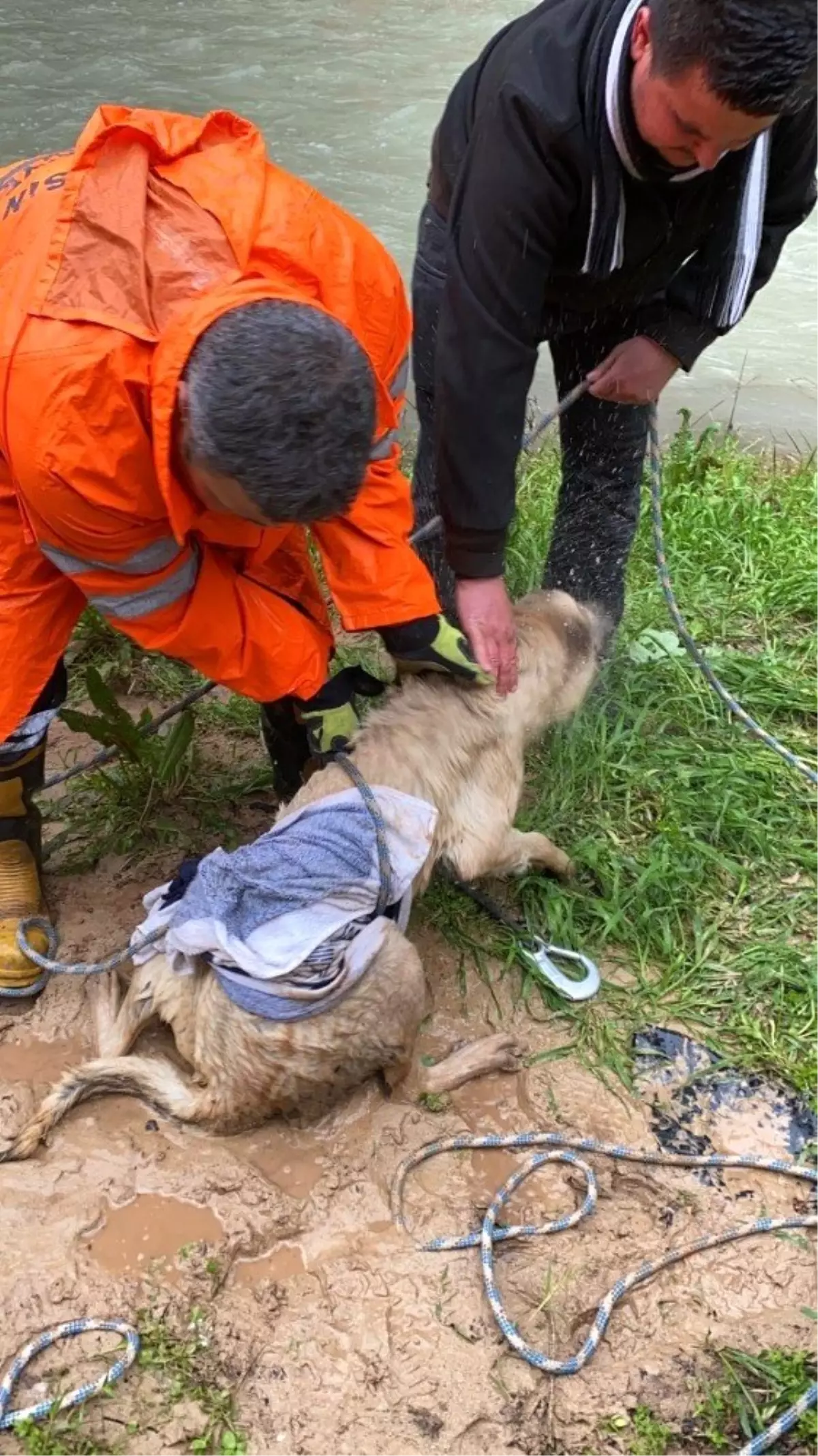 Vadide sel sularıyla mahsur kalan 2 köpek ve 3 kedi kurtarıldı