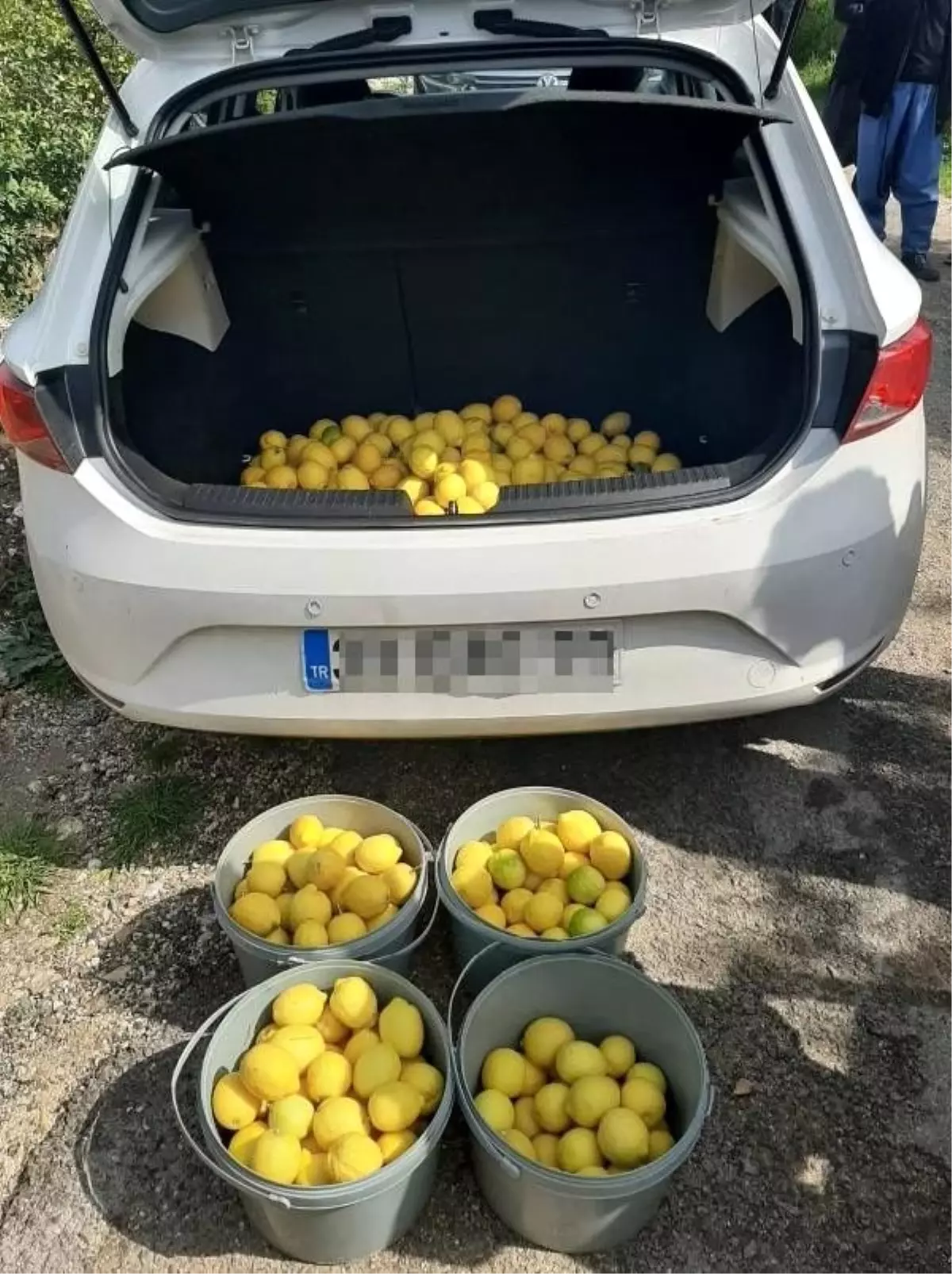 Erdemli\'de limon hırsızları yakalandı