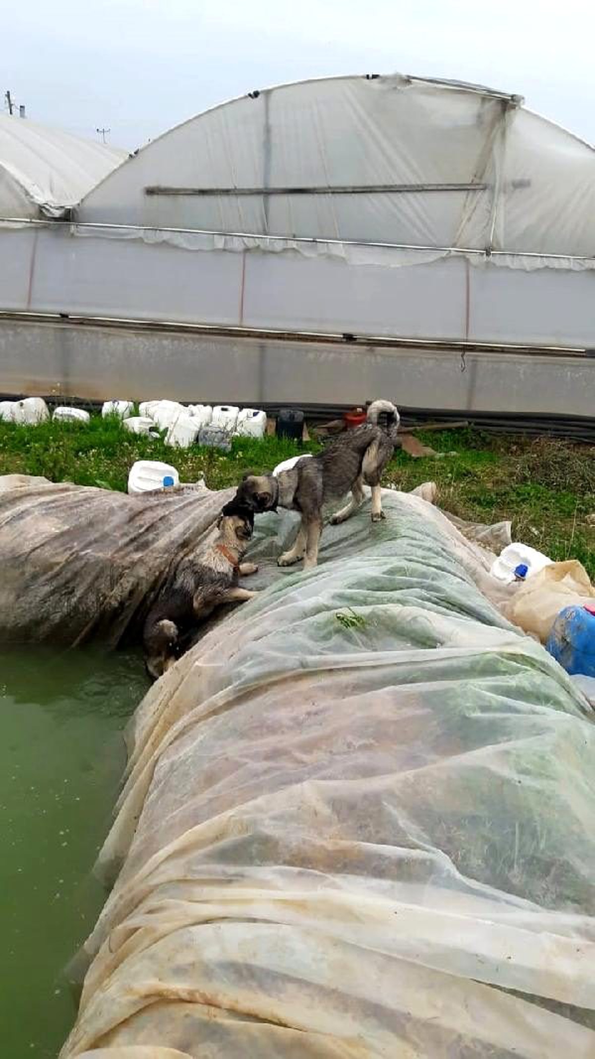Havuza düşen köpeği, kardeşinin kurtarma çabası kamerada