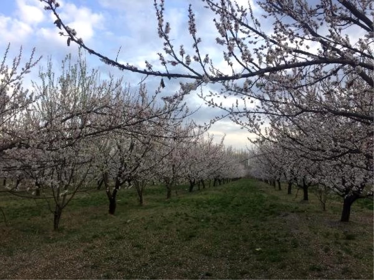 Iğdır\'da, kayısı ağaçları çiçek açtı