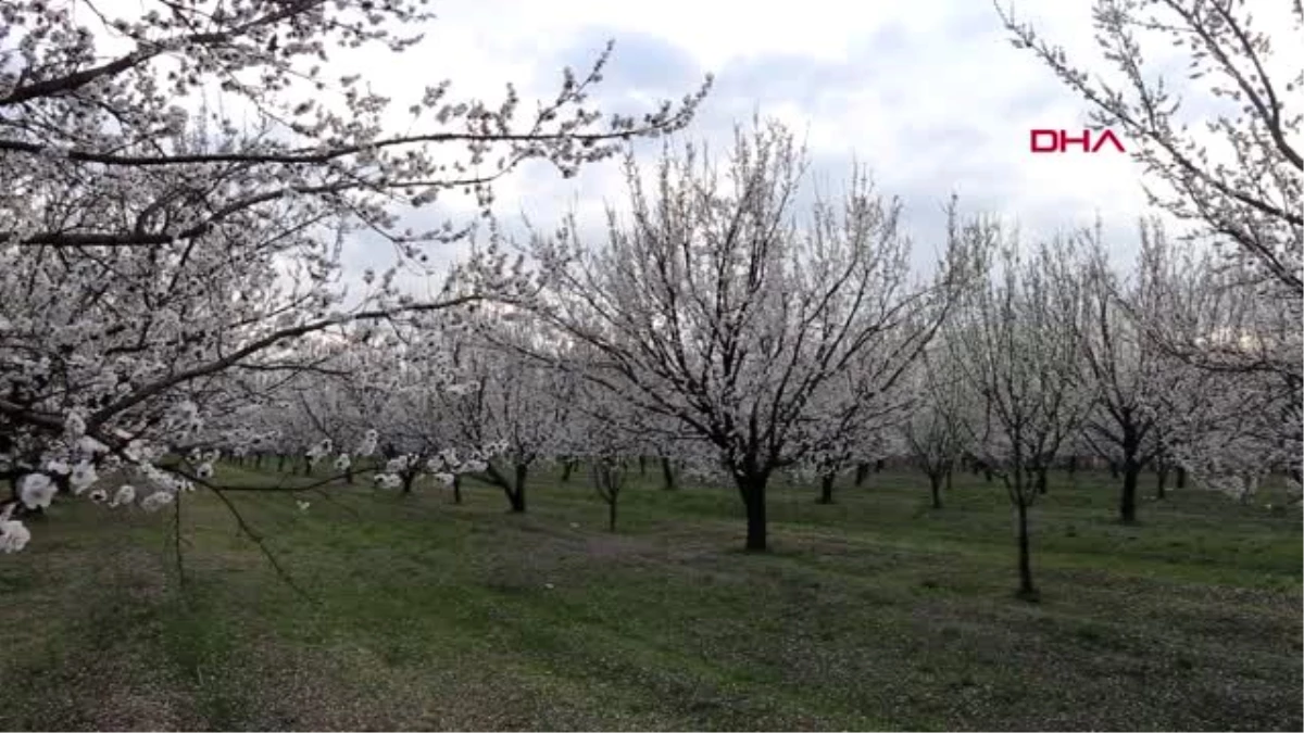 IĞDIR KAYISI üretiminde Türkiye\'de ilk sıralarda yer alan Iğdır\'da kayısı ağaçları çiçek açtı.