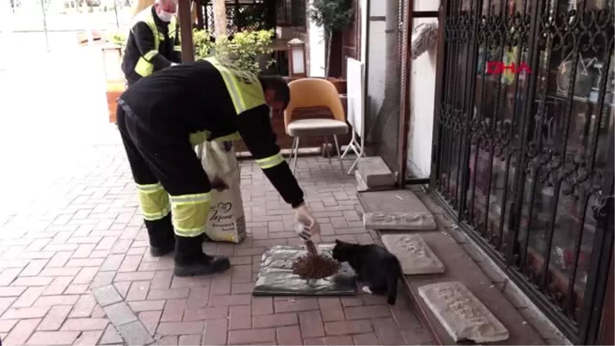 Koronavirüs günlerinde sokak hayvanlarına mama desteği