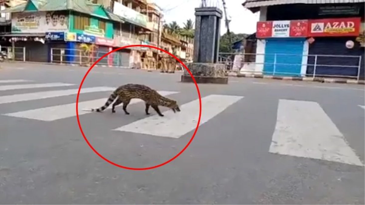 Koronavirüs nedeniyle sokağa çıkma yasağının uygulandığı Hindistan\'da 1990\'dan bu yana gözükmeyen Misk kedisi ortaya çıktı