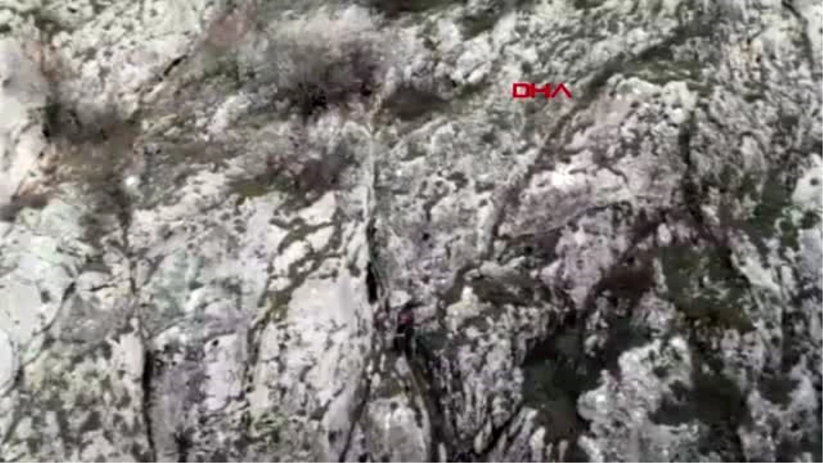 TOKAT Kayalıklarda mahsur kalan keçileri itfaiye kurtardı