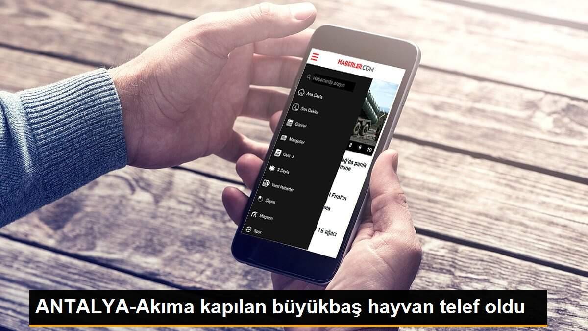 ANTALYA-Akıma kapılan büyükbaş hayvan telef oldu