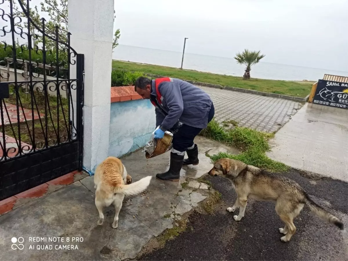 Burhaniye\'de Belediye sokak hayvanlarına sahip çıktı