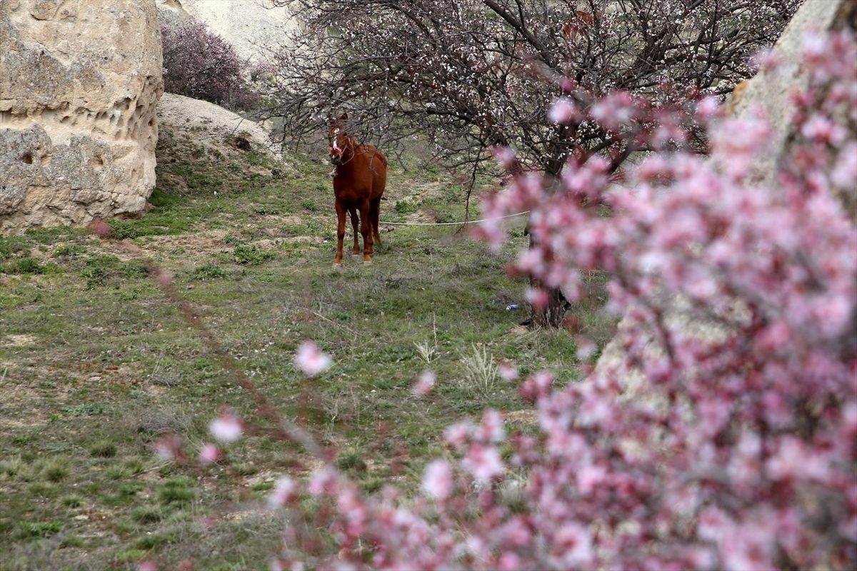 Çiçek açan kayısı ve badem ağaçları Kapadokya\'ya renk kattı
