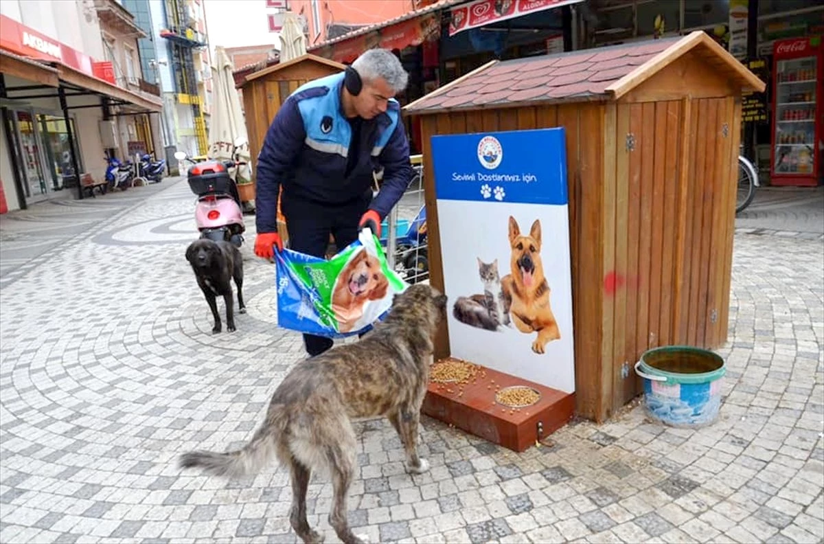 Ezine Belediyesinden sokak hayvanlarına mama desteği