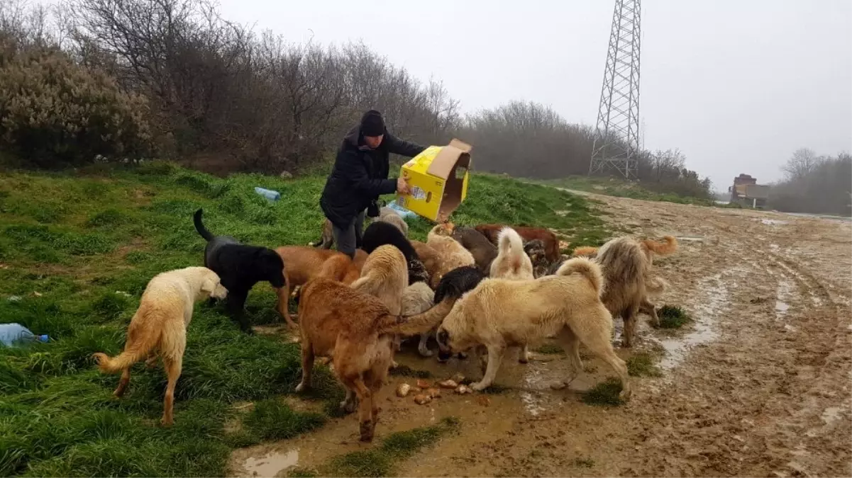 Hayvanseverlerden sokak hayvanları için yardım çağrısı