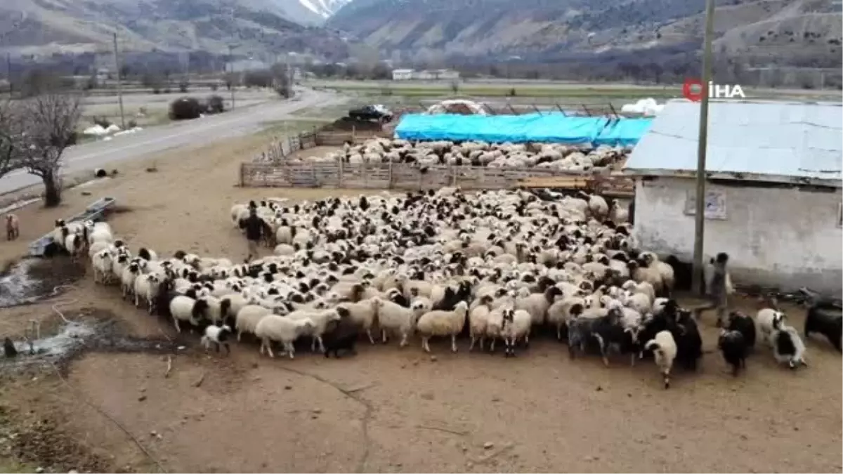 Koyun ve kuzuların renkli buluşması böyle görüntülendi