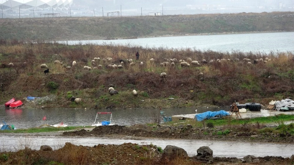 Trabzon\'da boş kalan sahiller koyun sürüsüne kaldı