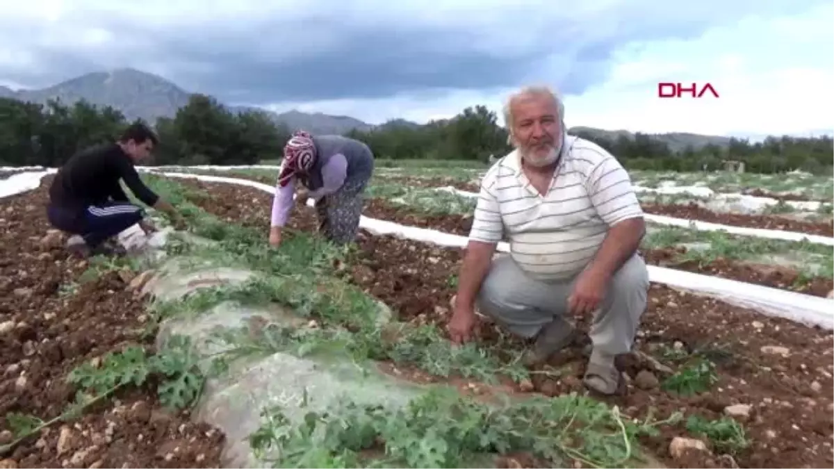 ANTALYA Karpuz üreticisinde fiyat endişesi