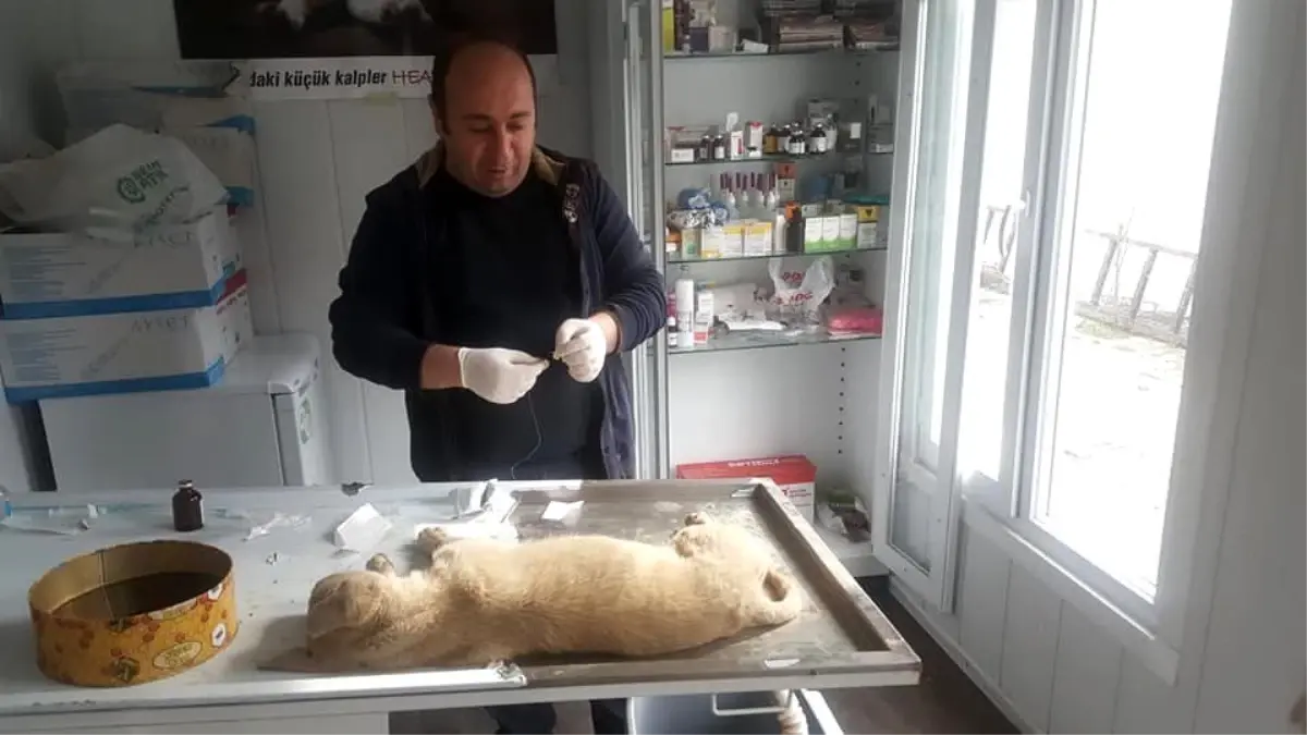 Arabanın çarpıp yaraladığı köpeği tedavi ettirdiler