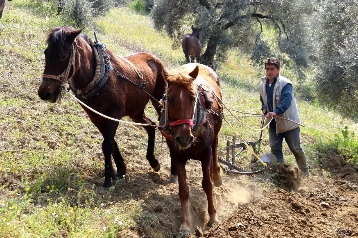 Binlerce yıllık yöntemle toprağı işliyorlar