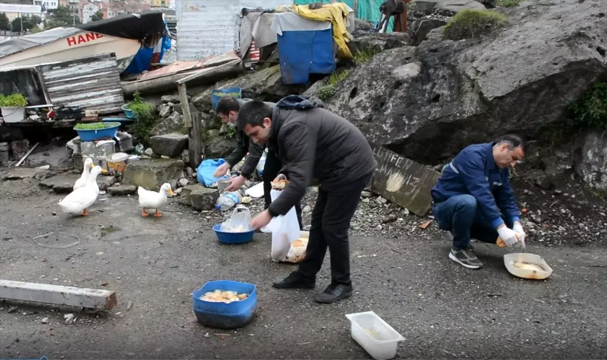 Ereğli\'de ördeklerin bakımını belediye üstlendi