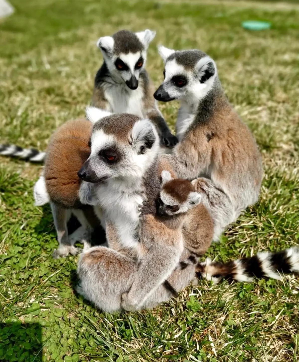 Eskişehir Hayvanat Bahçesi\'ndeki lemur yavrularının "isim babası" çocuklar olacak