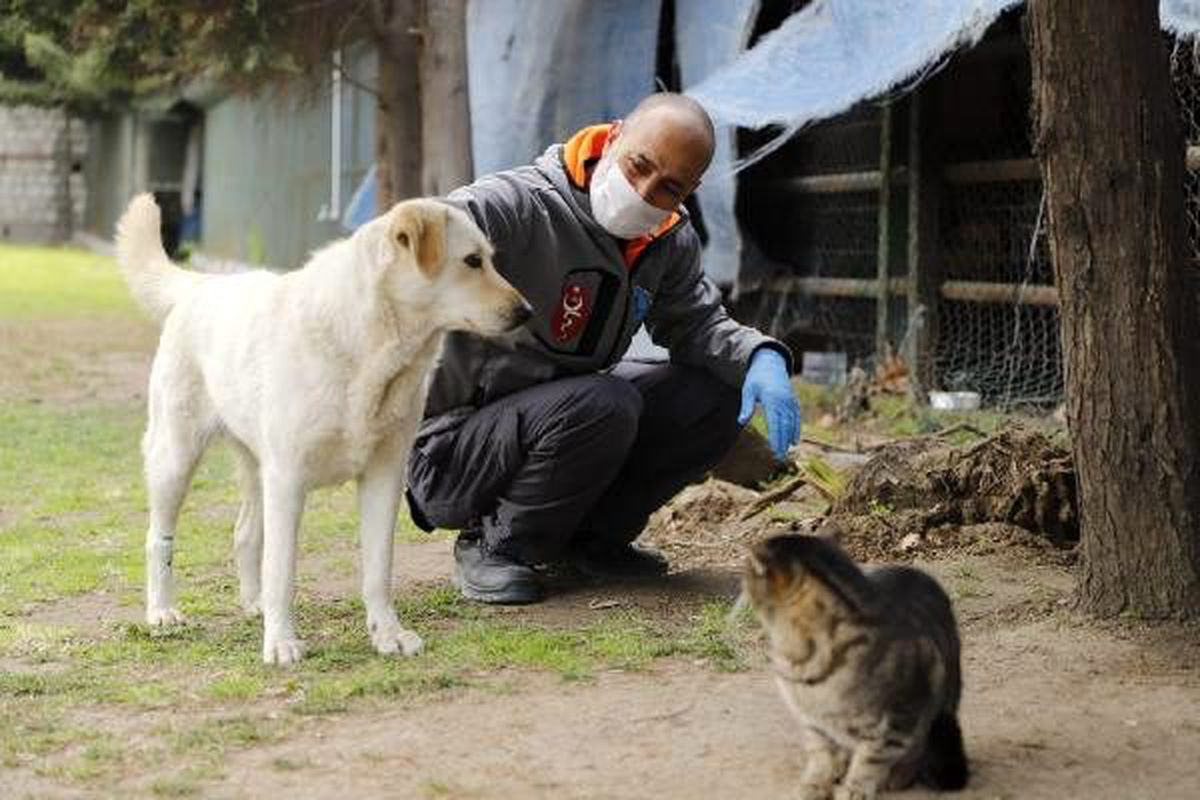 Kağıthane Belediyesi, sokak hayvanlarını unutmadı