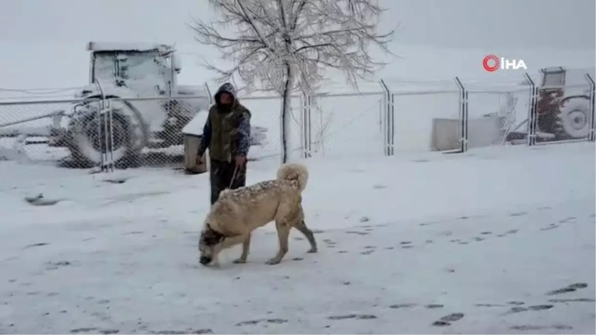 Kangal köpekleriyle \'evinde kal\' Türkiye dediler