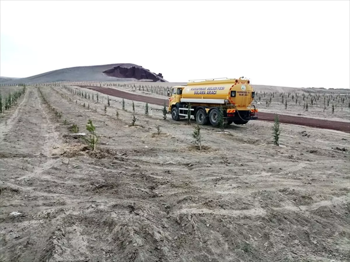 Karapınar Belediyesi yeni diklilen fidanları suluyor