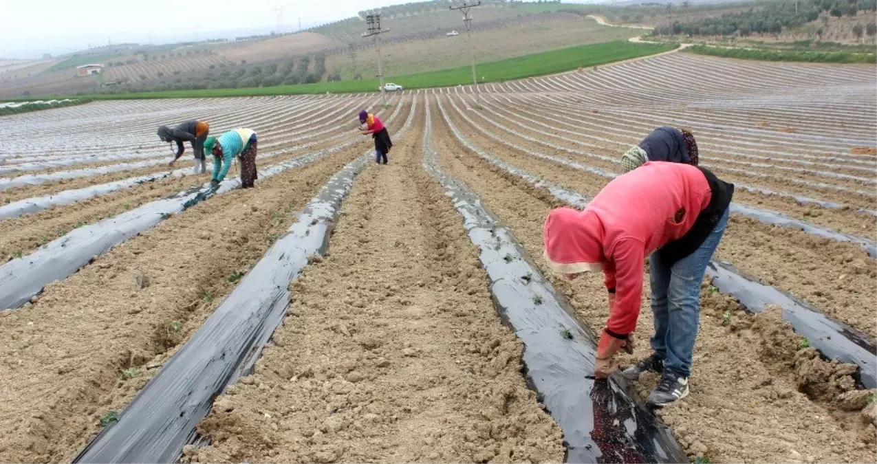 Karpuzun yolculuğu Salihli Ovası\'nda başladı