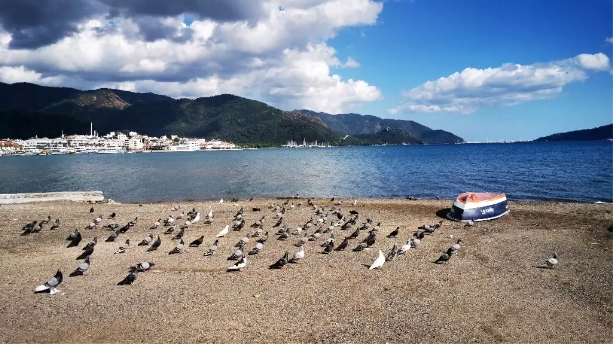 Sahiller güvercin ve martılara kaldı