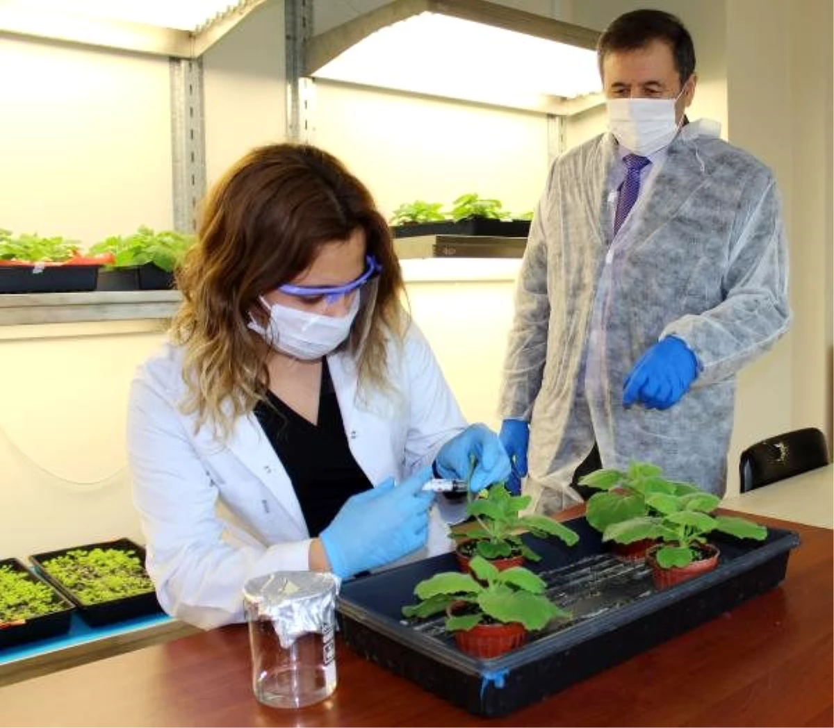 Akdeniz Üniversitesi\'nde tütün bitkisinden koronavirüs aşı çalışması