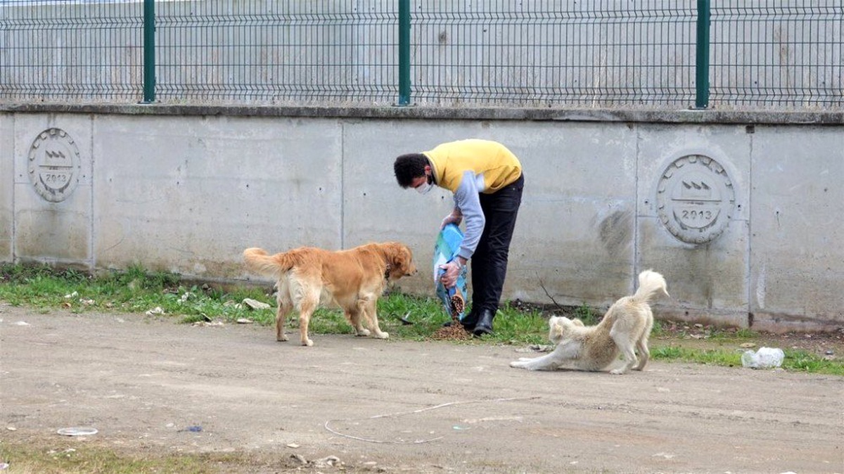 Başiskele\'de sokak hayvanlarına mama desteği veriliyor
