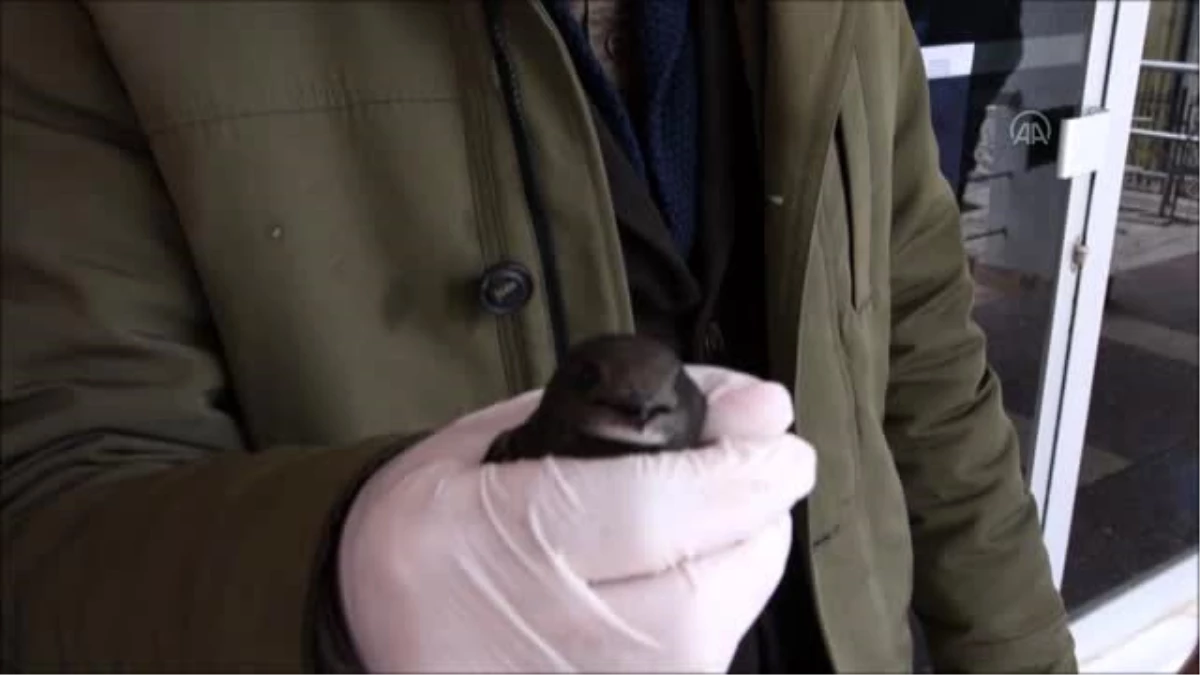 Doğanşehir\'de uçamayan ebabil kuşu tedavi altına alındı