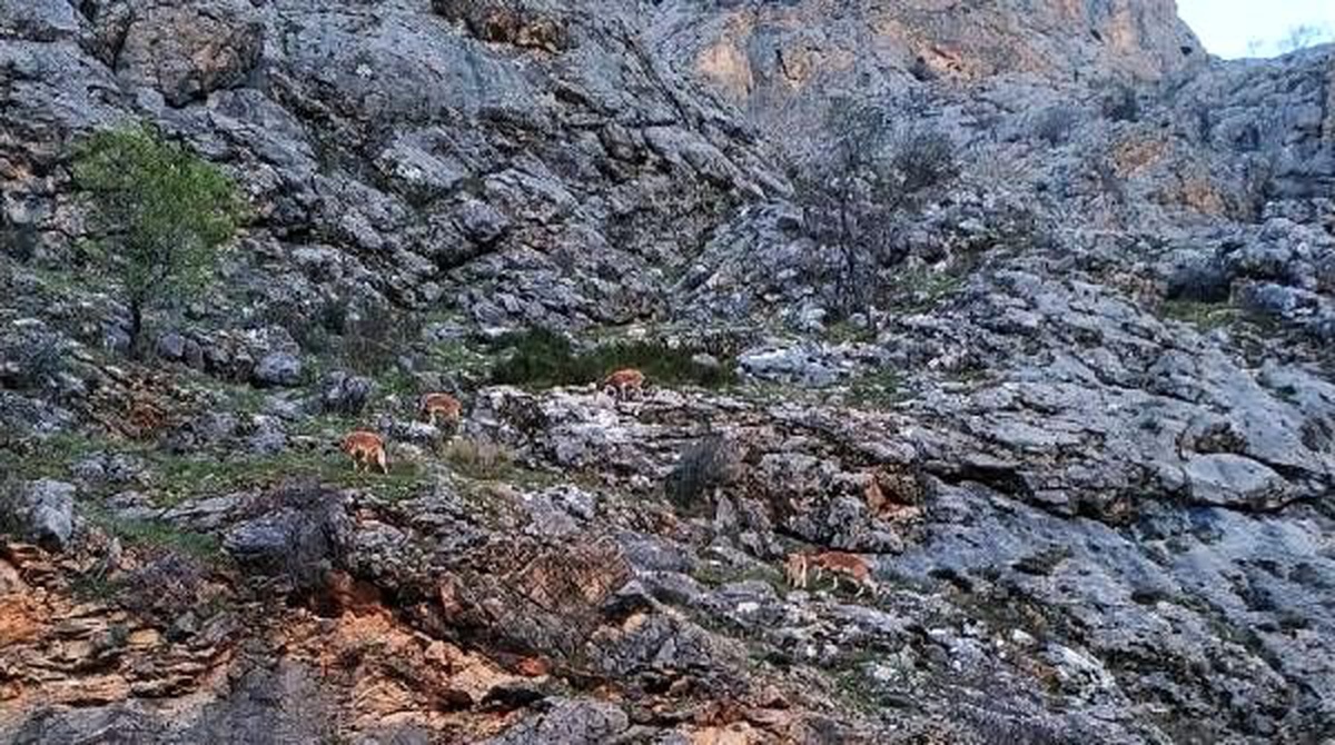 İlçeye inen dağ keçilerini görüntüledi, sözleri gülümsetti