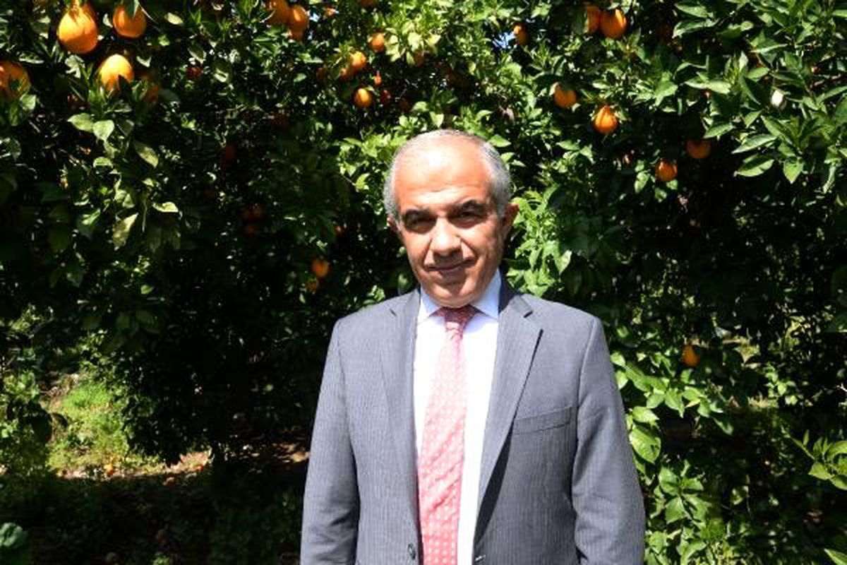 Limona talep arttı, yeteri kadar ürün var
