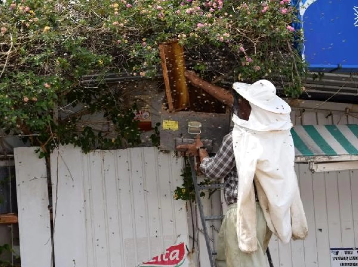 Oğul veren arılar marketin çatısında toplandı