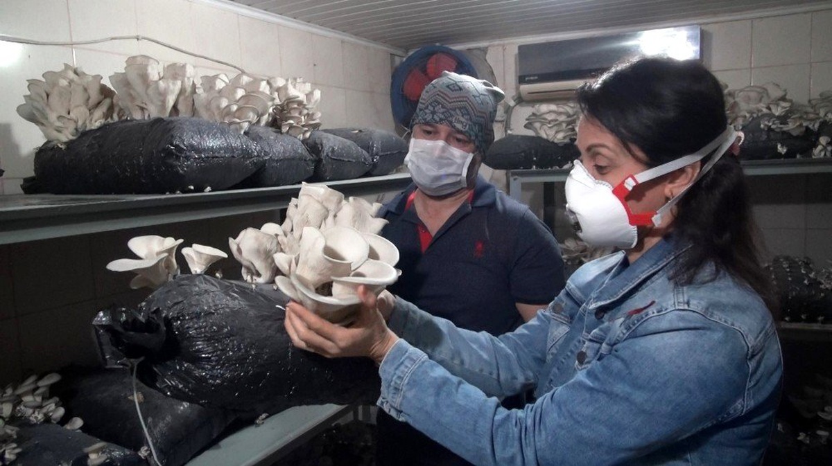 Tarsus\'ta kursiyerlerin ürettiği istiridye mantarı hasat edildi
