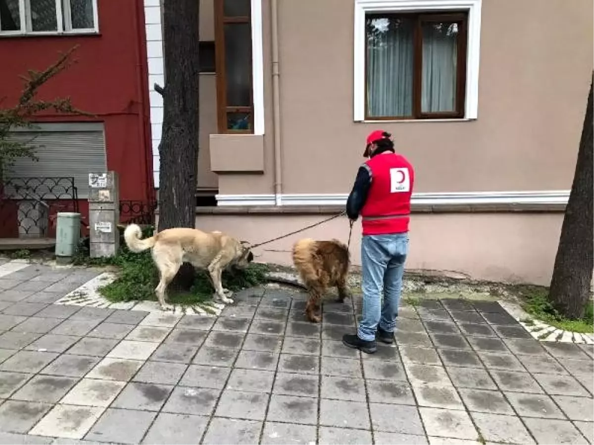 Sokağa çıkamayan yaşlıların evcil hayvanlarını gezdirdiler