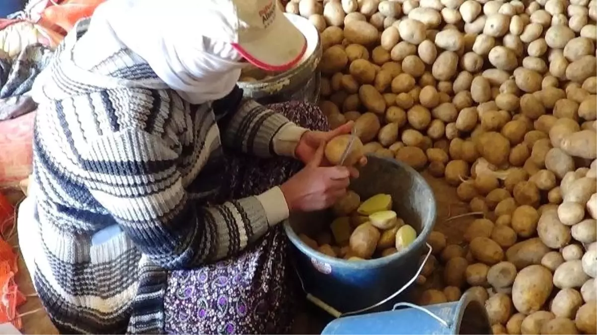 "Üretim durursa hayat durur" diyerek patates ekimini sürdürüyorlar