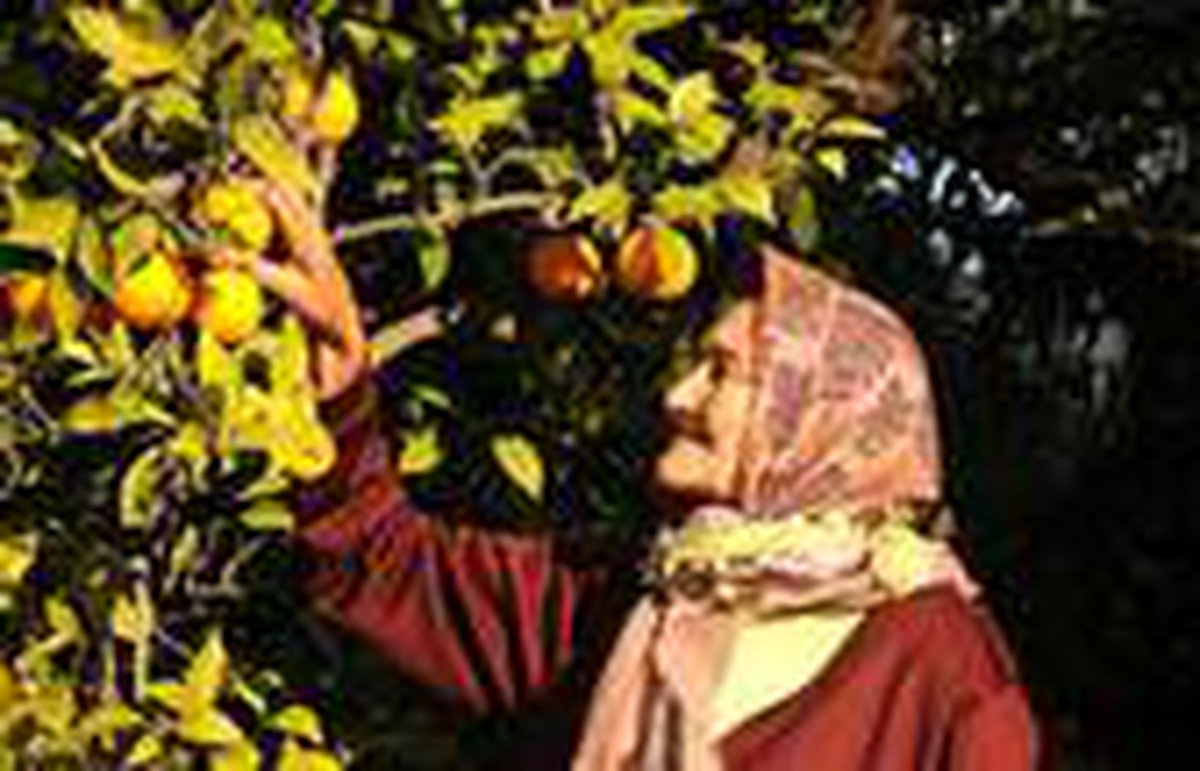 65 yaş üstü çiftçilerin fazlalığı üretimi aksatıyor