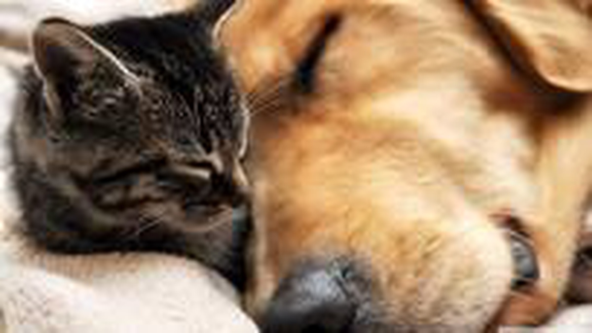 Çin\'de Kedi ve Köpek Eti Yemek Yasaklandı!