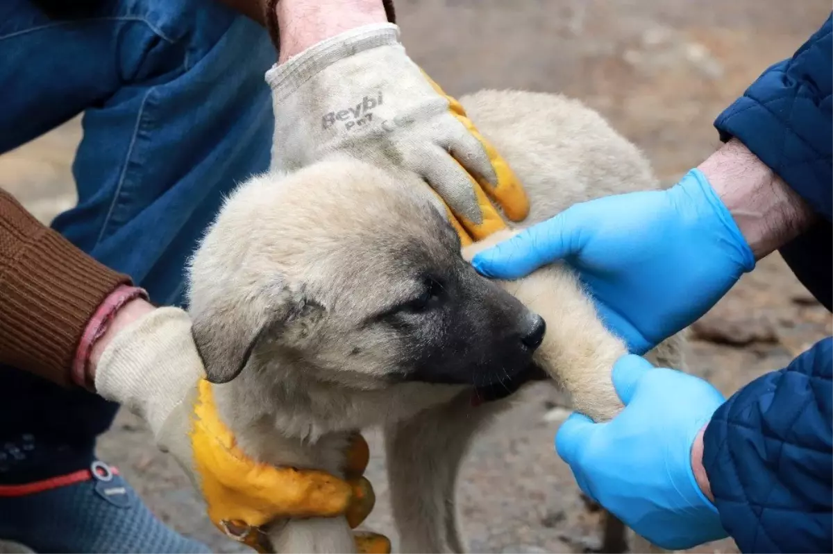 Evinden çıkamayan yaşlı vatandaşın yaralı köpeğini belediye tedavi ettirdi