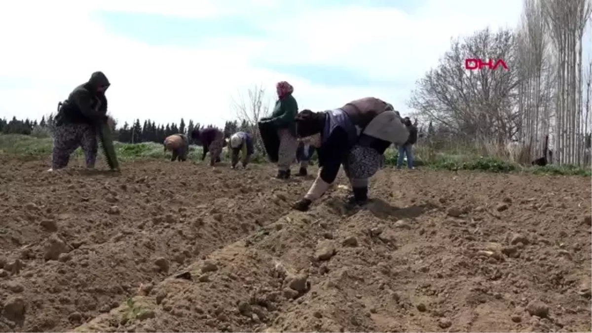 BALIKESİR Çiftçiler, tarlada \'sosyal mesafe\' ile üretimi sürdürüyor