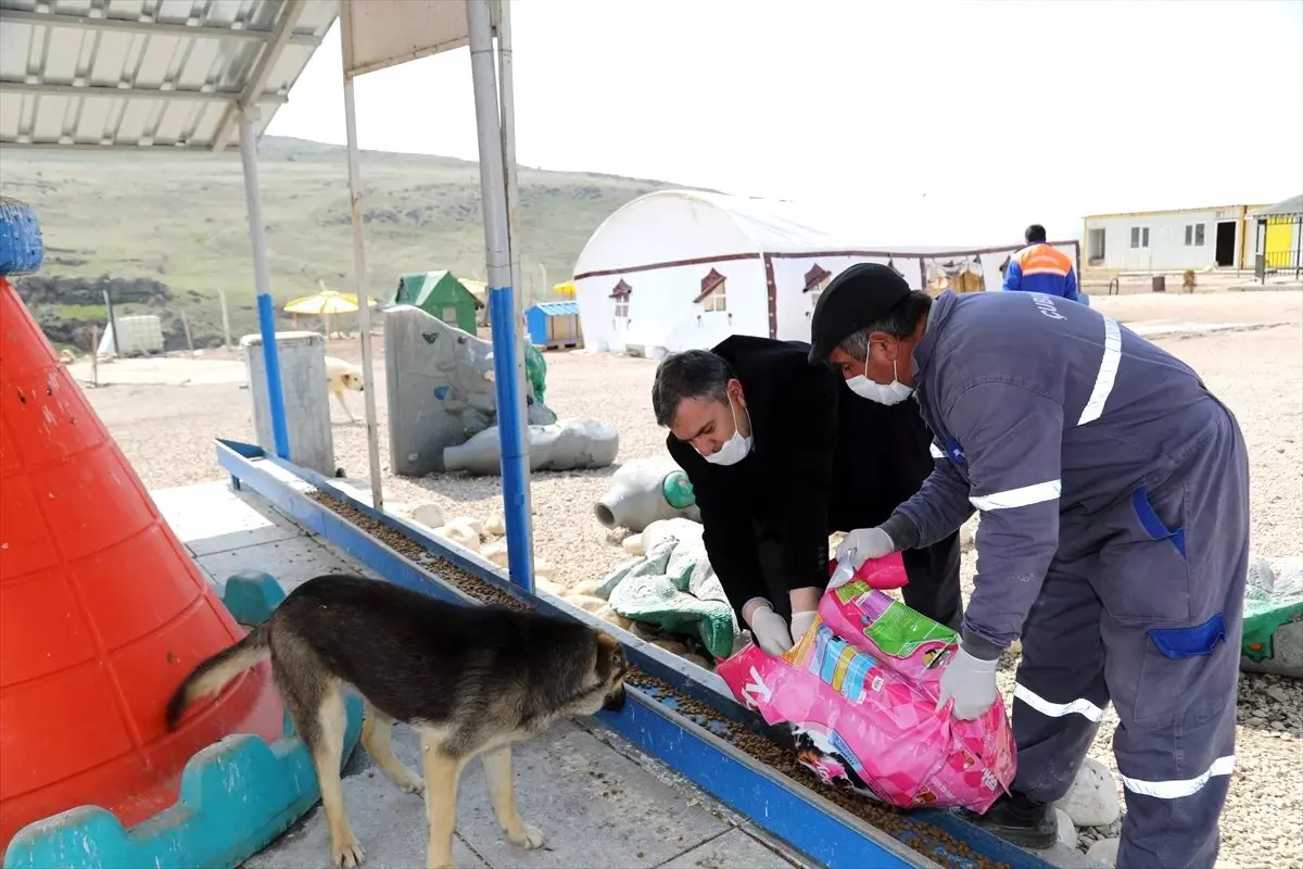 Başkan Demirbaş, Sokak Hayvanları Doğal Yaşam Parkı\'nda incelemede bulundu